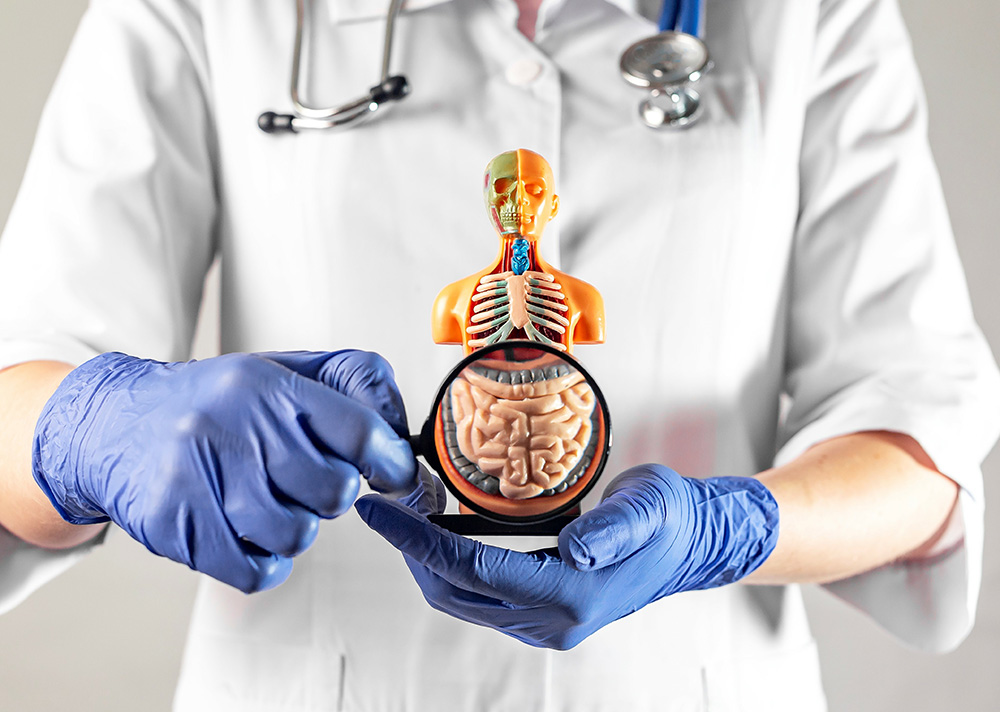 Intestine symbol through magnifying glass in doctor hand.